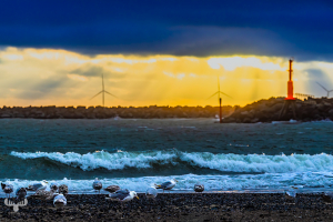 14529 - Seagulls in Hvide Sande harbor with pier