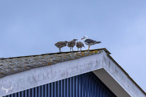 14551 - Seagull with fledlings on house roof