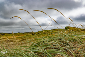 14552 - Done gras and dune landscape