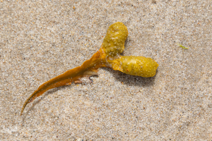 14554 - Bladder wrack on North Sea sands