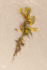 14558 - Bladder wrack on North Sea sands
