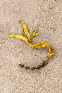 14559 - Bladder wrack on North Sea sands