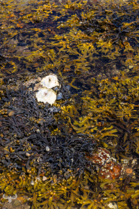 14567 - Pacific oyster and bladder wrack