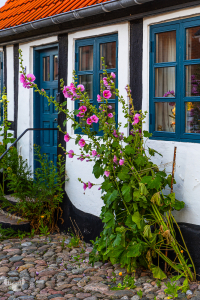 14583 - Old house with hollyhock flowers
