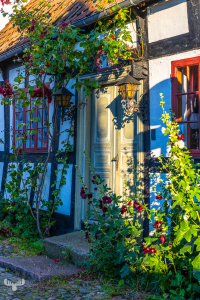 14584 - Old house with hollyhock flowers