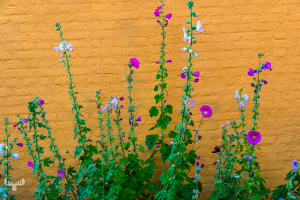14585 - Hollhock flowers with yellow house wall