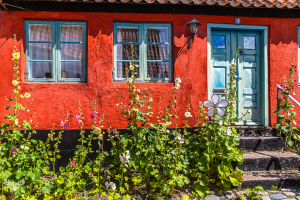 14603 - Old red house with hollyhock flowers