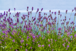 14604 - Lavender in front of bluw wall