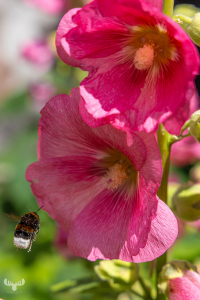 14610 - Hollyhock flowers with bumblebee