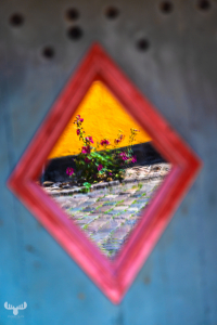 14611 -  - Hollyhock flowers reflected in door mirror