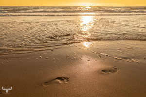14621 - Footsteps in beach sand at sunset