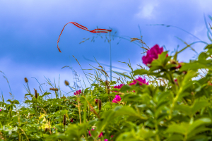 14632 - Dannebrog flag and japanese rose