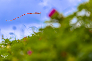 14633 - Dannebrog flag and japanese rose