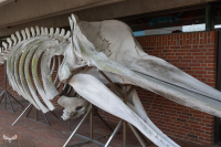 TE_3528