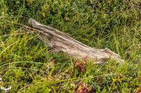 d070_2681