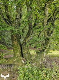 d070_2685