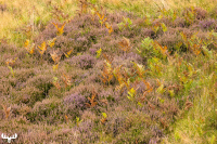 d070_2724