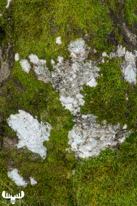 d070_3970