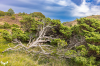 13294 - Hilly heather landscape with trees