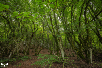 13302 - Forest landscape
