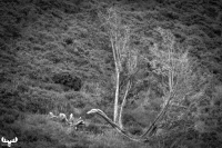 13311 - Tree dragon in B/W