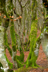 13504 - Ravnkilde Forest