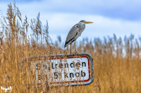 14106 - Grey heron sitting on sign between reeds at Stauning Havn harbour