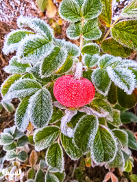 14114 - Hoarfrosted rose hip